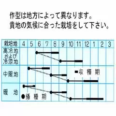 わさび菜 市川種苗店